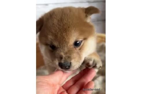 成約済の静岡県の柴犬-219001の3枚目